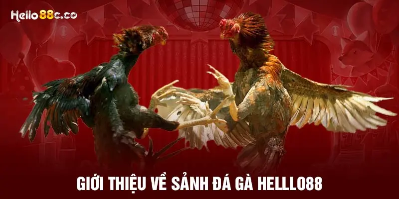 Giới thiệu về sảnh đá gà HELLLO88