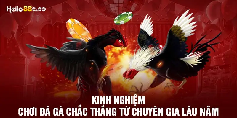 Kinh nghiệm chơi đá gà chắc thắng từ chuyên gia lâu năm